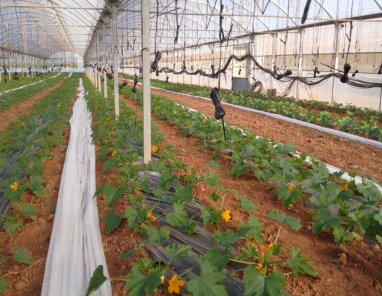 FITOSANITARIOS-SUMINISTROS-AGRICOLAS-JOSÉ MARIA