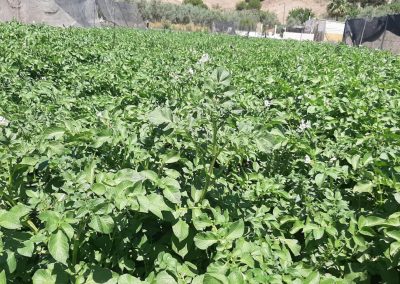 Cultivos Hortícolas al aire libre Fitosanitarios y suministros agrícolas JM