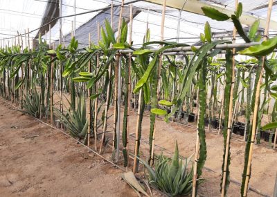 Plantación Pitaya Fitosanitarios y suministros agrícolas JM