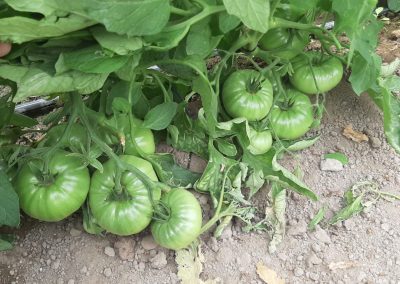Plantación Tomates Fitosanitarios y suministros agrícolas JM