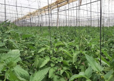 Plantación en invernadero Fitosanitarios y suministros agrícolas JM