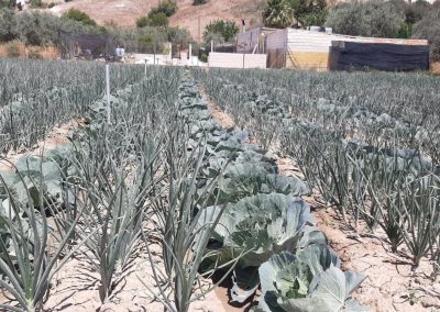 Plantación exterior Fitosanitarios y suministros agrícolas JM