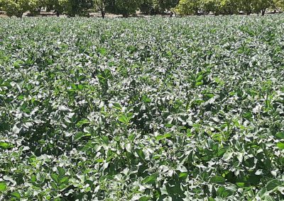 Plantación exterior Fitosanitarios y suministros agrícolas JM