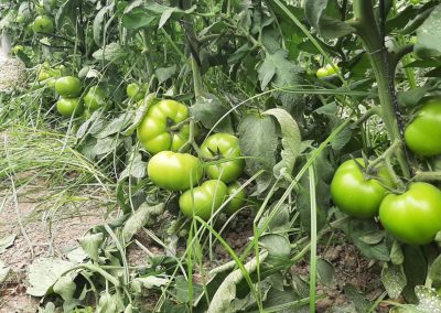 Plantación exterior Tomates Fitosanitarios y suministros agrícolas JM