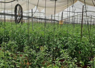 Plantación interior Tomates Fitosanitarios y suministros agrícolas JM