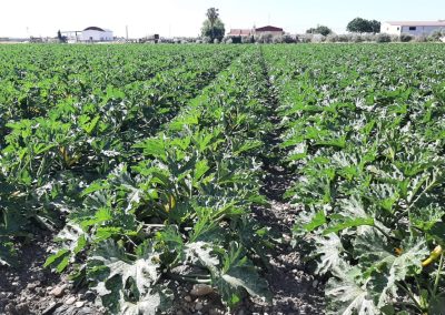Plantación exterior calabacines Fitosanitarios y suministros agrícolas JM