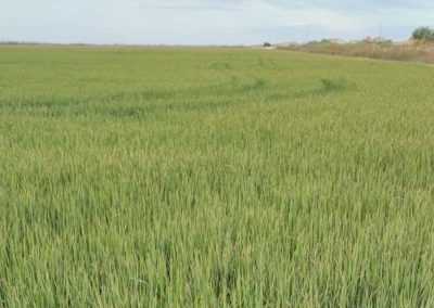 Cultivos Hortícolas al aire libre Fitosanitarios y suministros agrícolas JM