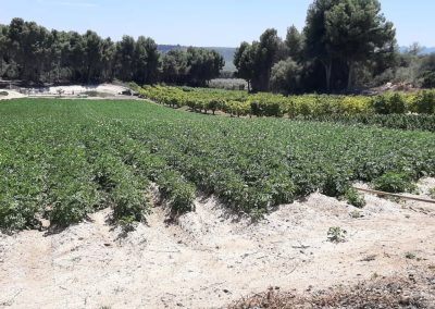 Plantación al aire libre Fitosanitarios y suministros agrícolas JM