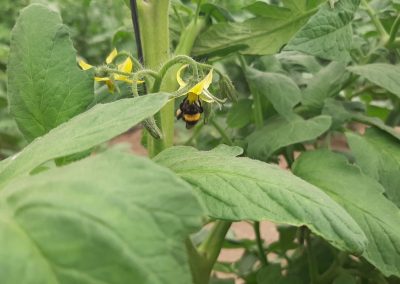 Cultivos Hortícolas al aire libre Fitosanitarios y suministros agrícolas JM