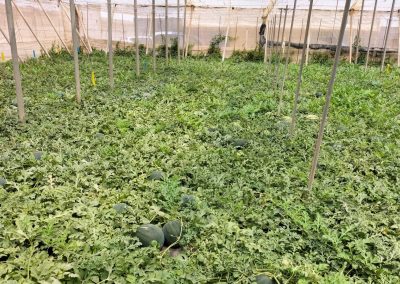 Plantación de Sandías Fitosanitarios y suministros agrícolas JM