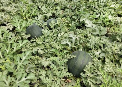 Plantación Sandías Fitosanitarios y suministros agrícolas JM