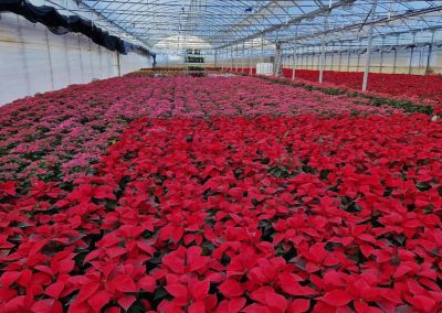 Flor de Nochebuena Fitosanitarios y suministros agrícolas JM