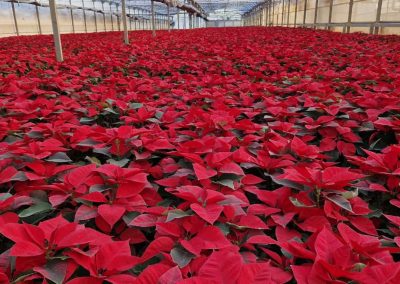 Flor de Nochebuena Fitosanitarios y suministros agrícolas JM