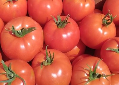 Tomates Fitosanitarios y suministros agrícolas JM