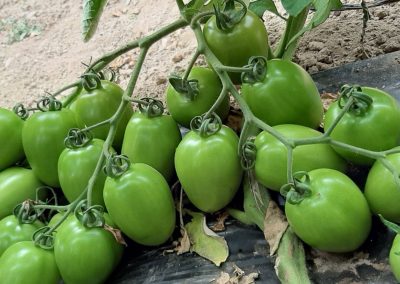 Plantación Tomates Fitosanitarios y suministros agrícolas JM