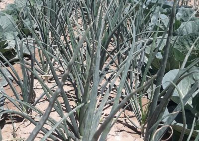 Plantación Exterior Fitosanitarios y suministros agrícolas JM