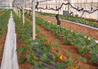 Plantación Calabacines invernadero Fitosanitarios y suministros agrícolas JM