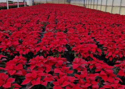 Flor de Nochebuena Fitosanitarios y suministros agrícolas JM