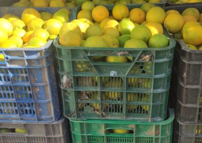 Limones Fitosanitarios y suministros agrícolas JM