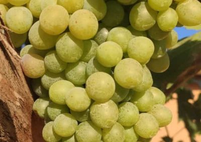 Racimo de uvas Fitosanitarios y suministros agrícolas JM