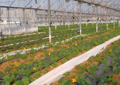 Plantación invernadero Calabacines Fitosanitarios y suministros agrícolas JM