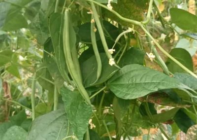 Frijoles Fitosanitarios y suministros agrícolas JM