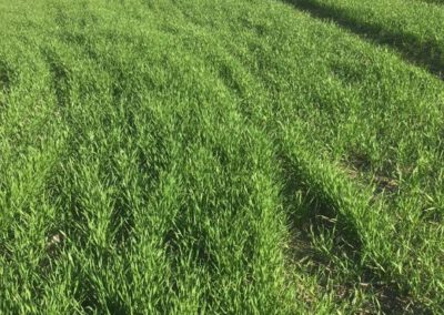 Fitosanitarios y suministros agrícolas JM