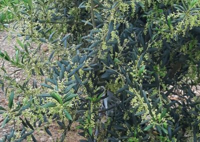 Olivo Fitosanitarios y suministros agrícolas JM