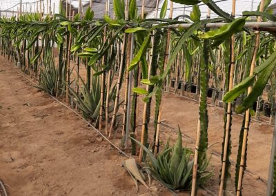 Plantación Pitaya Fitosanitarios y suministros agrícolas JM