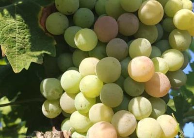 Racimo de uvas Fitosanitarios y suministros agrícolas JM