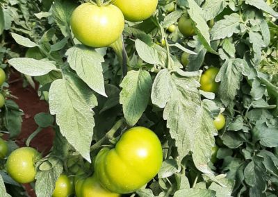 Plantación Tomates Fitosanitarios y suministros agrícolas JM