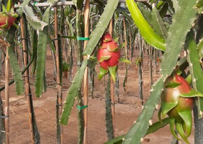 Pitaya Fitosanitarios y suministros agrícolas JM