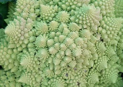 Coliflor Romanesco Natalino Fitosanitarios y suministros agrícolas JM