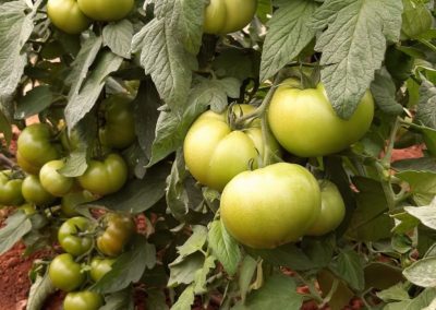 Plantación Tomates Fitosanitarios y suministros agrícolas JM