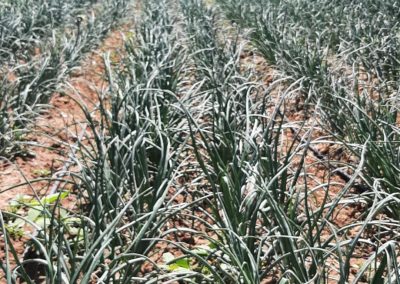 Plantación Fitosanitarios y suministros agrícolas JM