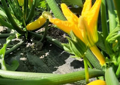 Plantación calabacines Fitosanitarios y suministros agrícolas JM