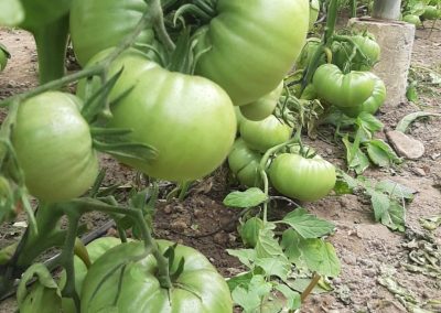 Plantación Tomates Fitosanitarios y suministros agrícolas JM