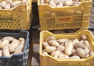 Recolecta de patatas Fitosanitarios y suministros agrícolas JM