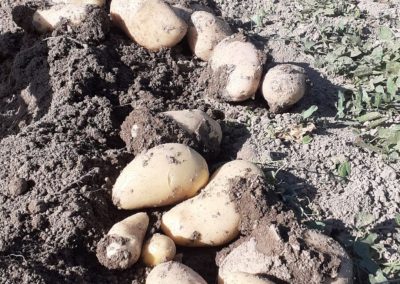 Cultivo de patatas Fitosanitarios y suministros agrícolas JM