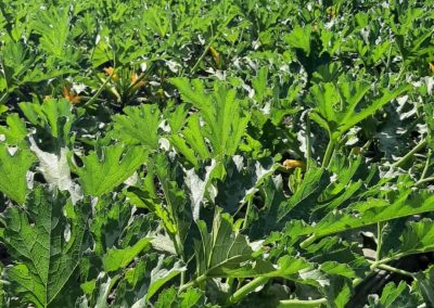 Plantación de calabacín en exterior Fitosanitarios y suministros agrícolas JM