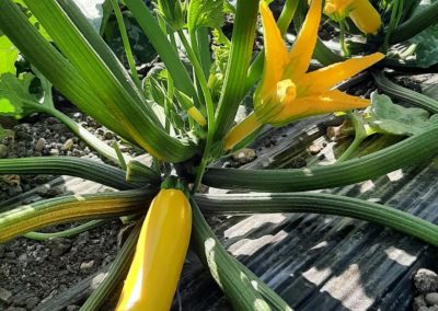 Plantación de calabacín en exterior Fitosanitarios y suministros agrícolas JM