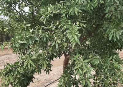 Cultivos Hortícolas Fitosanitarios y suministros agrícolas JM