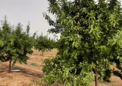 Cultivos Hortícolas Fitosanitarios y suministros agrícolas JM