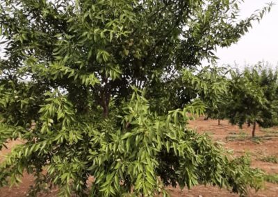 Cultivos Hortícolas Fitosanitarios y suministros agrícolas JM